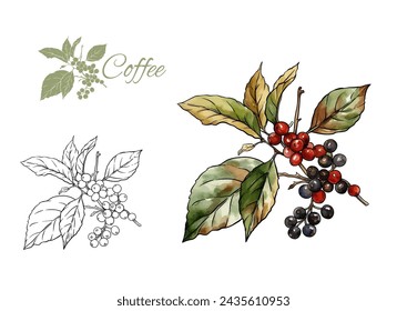 Coffee tree. Branch with leaves and berries. Clip art, set of elements for design Vector illustration. In botanical style