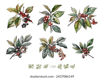 El árbol del café. Rama con hojas y bayas. Clip art, conjunto de elementos para diseño Ilustración vectorial. En estilo botánico