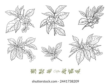 Coffee tree. Branch with leaves and berries. Clip art, set of elements for design Vector illustration. In botanical style