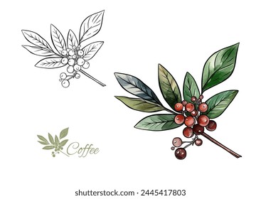 Coffee tree. Branch with leaves and berries. Clip art, set of elements for design Vector illustration. In botanical style