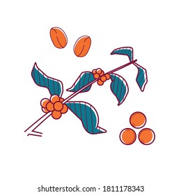 Coffee tree branch vector image for Icon, Sticker and Illustration