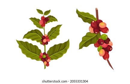 Coffee tree branches and beans set vector illustration on white background