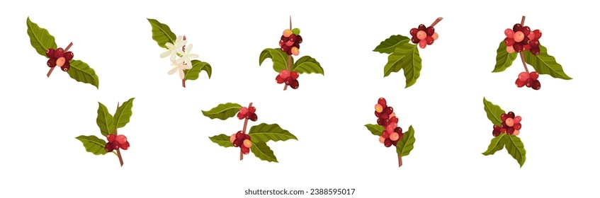 Coffee Tree Branches with Green Leaves and Berry Vector Set