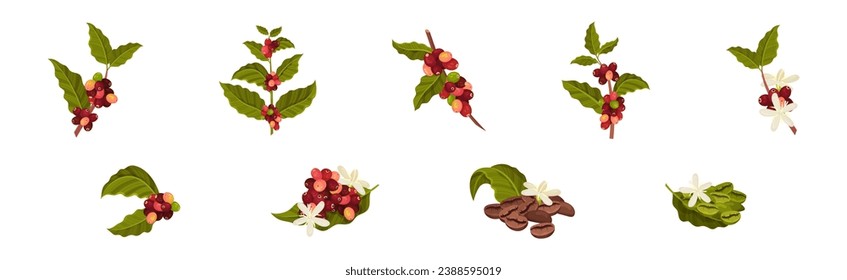 Coffee Tree Branches with Green Leaves and Berry Vector Set