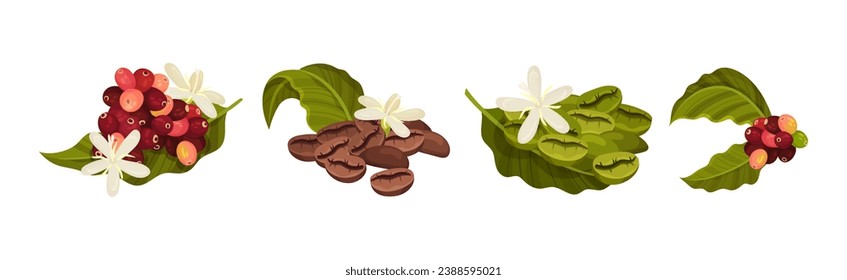 Ramas de árbol de café con hojas verdes y conjunto de vectores de cerezo