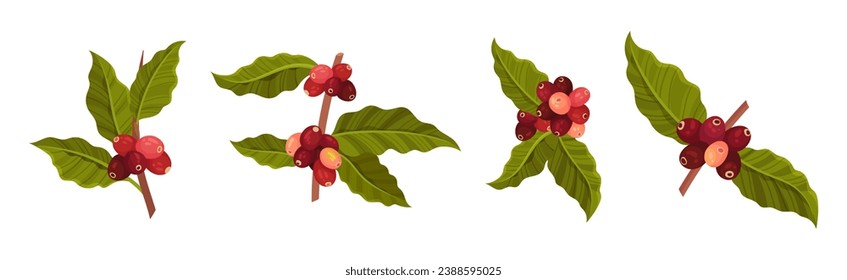 Coffee Tree Branches with Green Leaves and Berry Vector Set