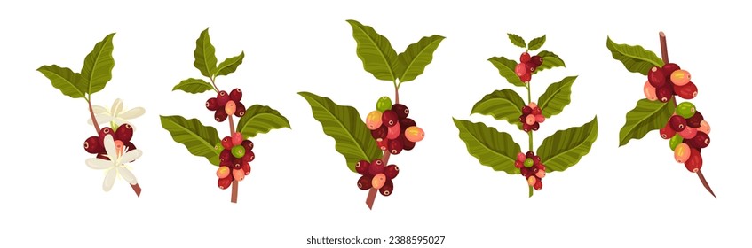 Coffee Tree Branches with Green Leaves and Berry Vector Set