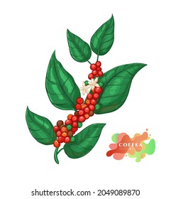 Coffee tree branches with leaves, flowers and ripe fruits. Coffea plant with ripe coffea arabica fruits. Coffee branches with fruits of coffee bean in sketch style. Vector vintage print
