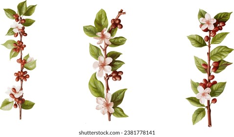 Coffee tree branches with red beans and flower in watercolor illustration	
