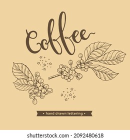 Coffee tree branches with some beans and coffee lettering. Linear hand-drawn sketch, monochrome vector botanical illustration.
