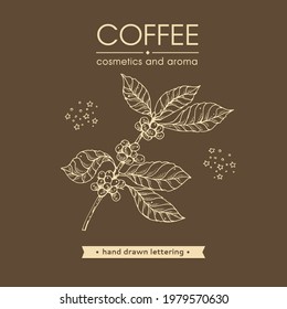 Ramas de cafés con algunas bayas y letras de café. Esbozo lineal dibujado a mano, ilustración botánica monocromática vectorial.