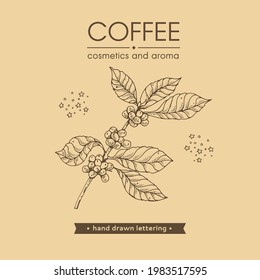 Coffee tree branches with some berries and coffee lettering. Linear hand-drawn sketch, monochrome vector botanical illustration.