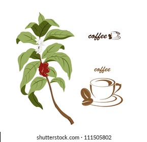 Coffee tree brunch width coffee beans and coffee flowers. A simplified coffee cup ideal for companies dealing width coffee.