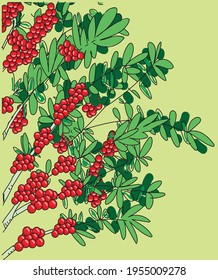 Coffee tree colorful branch with red berries. 