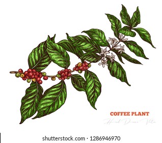 Coffee tree colorful sketch branch with white flowers and red berries. Hand drawn isolated vector. Engraving vintage botanical or floral  illustration