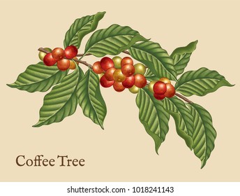 Coffee tree elements, retro plants in etching shading style with color