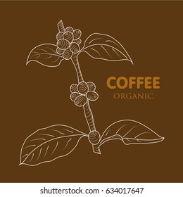 Coffee tree . Engraved style illustration. Vintage coffee frame. isolated on white