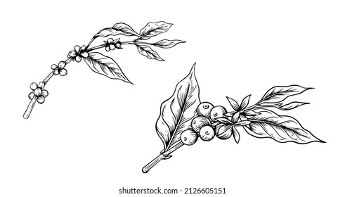 coffee tree and fruit black and white painting. coffee tree for brochure designs, graphics, fabric patterns, and advertisements. mural art coffee shop.