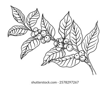 Coffee tree hand drawn branch engraving style. Coffee beans and leaves Sketch vintage botanical or floral  illustration