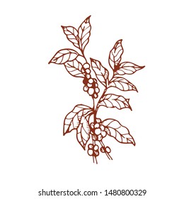 Coffee tree is hand draws in vector.