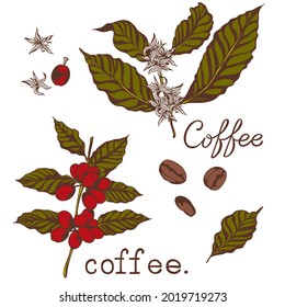 a coffee tree. illustration of blooming coffee and coffee berries. vector illustration.
