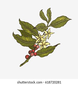 Coffee tree illustration. Engraved and colorful style illustration. Vintage coffee.