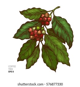 Ilustración del árbol del café. Ilustración de estilo grabada. Café de época. Ilustración del vector