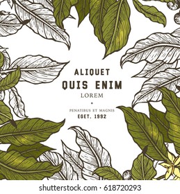 Coffee tree illustration. Engraved style illustration. Vintage coffee frame or label with typography example. Vector illustration