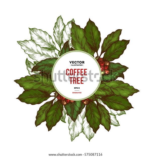 コーヒーの木のイラスト 彫り込みスタイルのイラスト ビンテージコーヒーフレーム ベクターイラスト のベクター画像素材 ロイヤリティフリー 575087116
