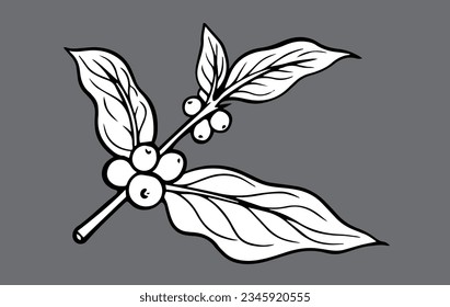 coffee tree of ink sketch drawing for background, poster, packaging, banner, label, advertising, art print, pattern fabric. coffee bean of black line background vector.
