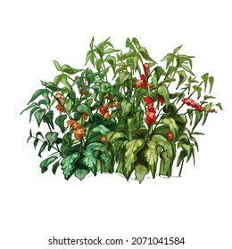 Árbol de café con hojas y bayas. Vintage vectorial color de la imagen dibujada a mano aislado en fondo blanco
