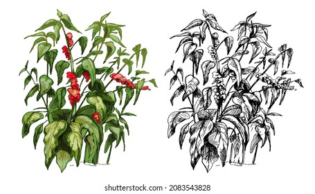 Coffee tree with leaf and berry. Vintage vector hatching color hand drawn illustration isolated on white background