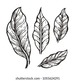 Coffee tree leaves sketch, hand drawn elements and coffee leaves, collection of plant part, colorless vector illustration isolated on white background