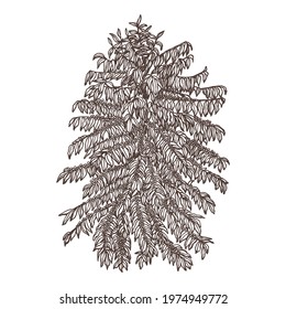 Coffee tree. Monochrome vector illustration hand drawn in sketch style. Coffee plantation. Leaves and ripe fruits on the branches. Freehand drawing isolated on white background. 