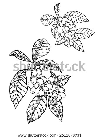 Coffee tree outline drawing. Coffee cherry fruit, Minas Gerais, Brazil. Line art botanic illustration.