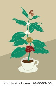 Eine Kaffeebaumpflanze, die in Kaffeetassen mit Blättern, Blüten und Früchten wächst, Vektorgrafik