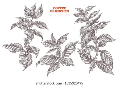 Coffee tree or plant growing vector collection. Hand drawn illustration of branches with flowers, berries and leaves. Vintage botanical sketch