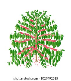 coffee tree with red fruits