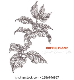 Coffee tree sketch branch with flowers and berries. Hand drawn isolated vector. Engraving vintage botanical or floral  illustration