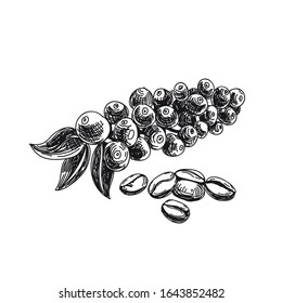 Ilustración vectorial en blanco y negro dibujada a mano en árbol del café. Rama retro con botiquín de bayas. Coffee semillas y hojas elemento de diseño. Granos de arabica vintados aislados sobre fondo blanco