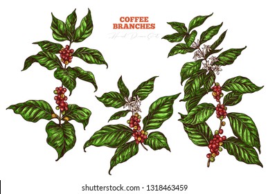 Coffee tree vector collection. Hand drawn illustration of branches with flowers, berries and leaves. Colorful vintage botanical sketch