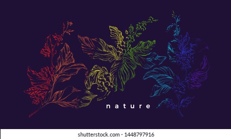 Coffee tree. Vector rainbow sketch. Nature realistic branch with leaf, flower, bean, berry. Art hand drawn floral illustration. Botanical card. Herbal natural food