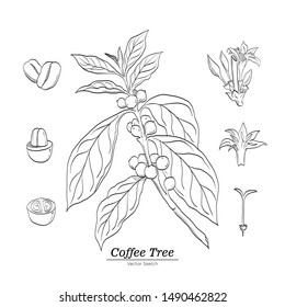Coffee Tree Vector Sketch hand drawing