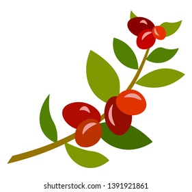 Coffee twig with berries and leaves vector illustration 