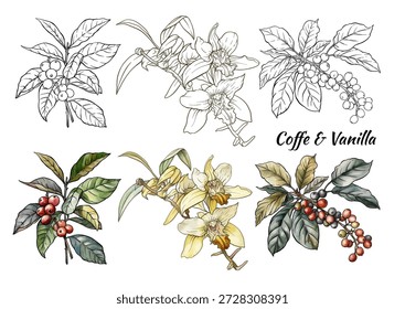 Set botánico de café y vainilla. Plantas de café dibujadas a mano ramas bayas frijoles orquídeas de vaina en estilo vintage para proyectos de diseño de ingredientes de cafetería de postres de cocina culinaria.