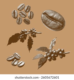 Coffee vector, coffee illustration, line drawing on light brown background.