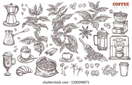 Coffee vector sketch collection. Hand drawn isolated illustration of coffee tree branches and plants with different objects and elements