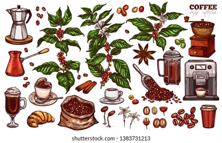 Coffee vector sketch set. Hand drawn colorful isolated illustration of coffee tree branches and plants with different objects and elements