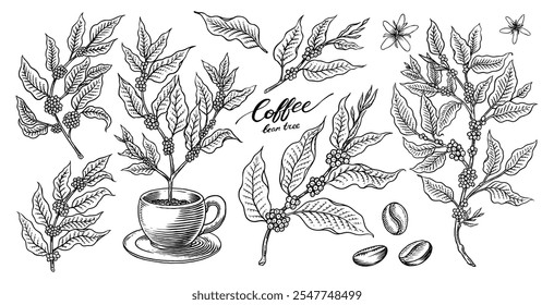 Coffee in vintage style. Grain, cocoa leaves, cinnamon sticks, a cup and a teapot, a coffee maker and a bag of milk, calligraphic inscription. Hand drawn engraved retro sketch for labels.