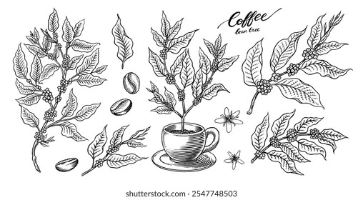 Coffee in vintage style. Grain, cocoa leaves, cinnamon sticks, a cup and a teapot, a coffee maker and a bag of milk, calligraphic inscription. Hand drawn engraved retro sketch for labels.